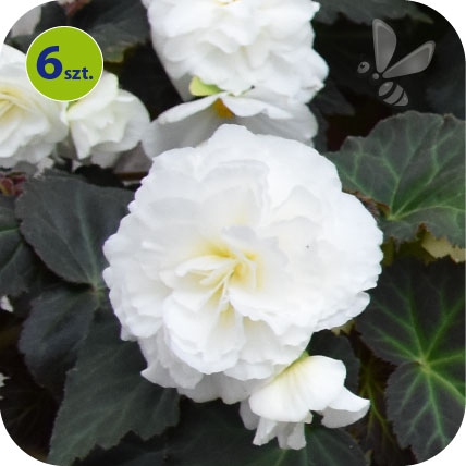begonia bulwiasta biała