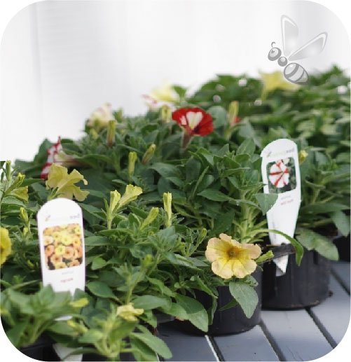 Supertunia Mini Vista Hot Pink 6 sztuk