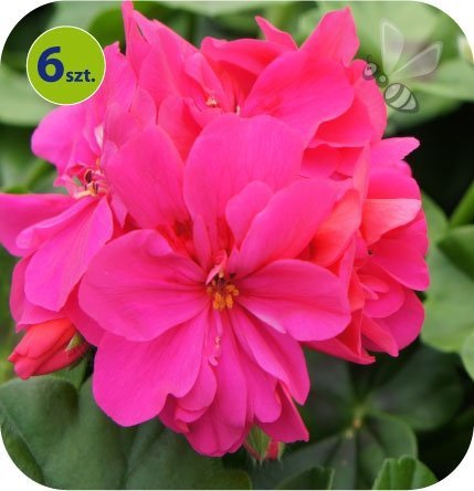 pelargonia wisząca magenta