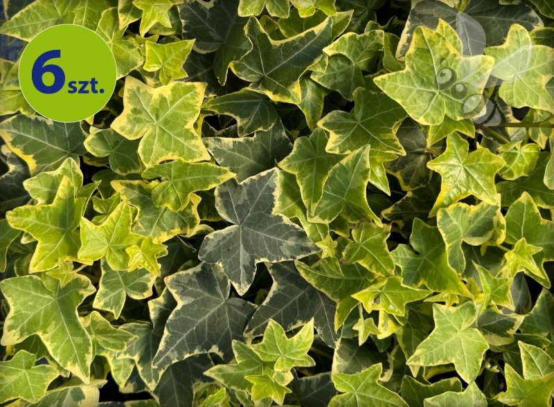 Hedera golden child 6 szt.