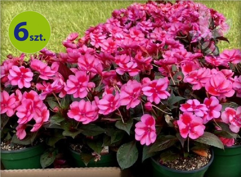 Sunpatiens różowy 6 szt.