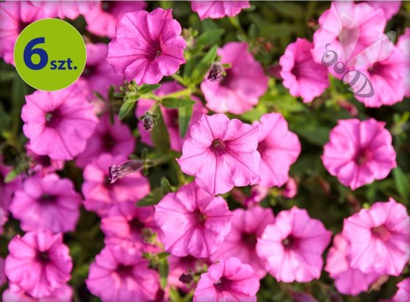 Supertunia Mini Vista Hot Pink 6 sztuk