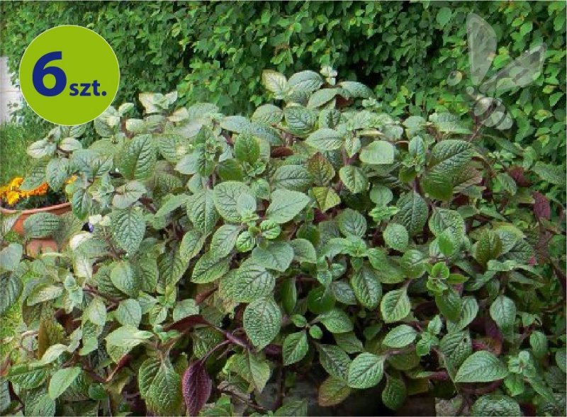 plectranthus Nico allegro