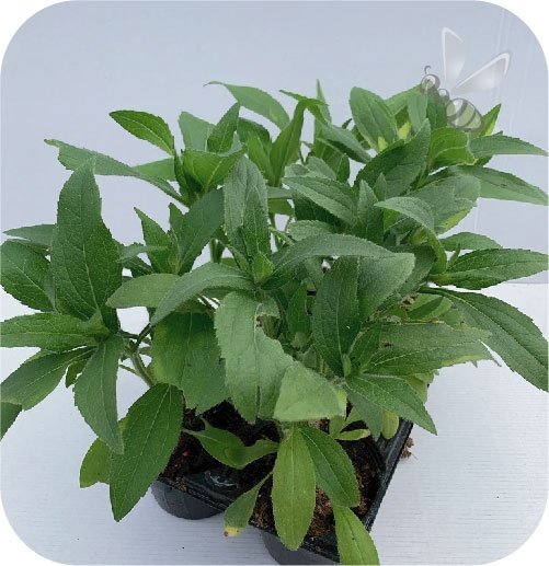 Naparstnica Castor mix 6 sztuk