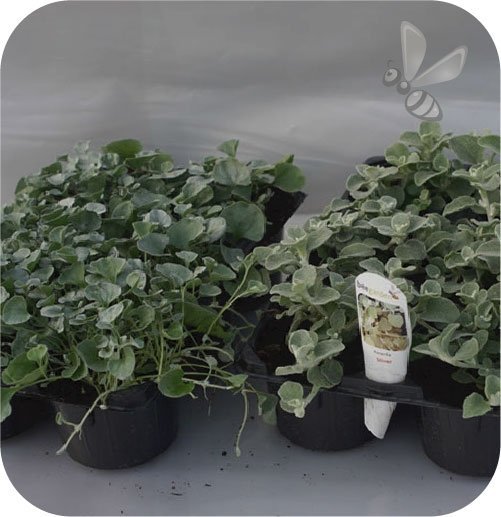 Lysimachia Goldilocks 6 sztuk