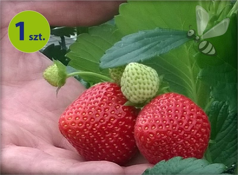 Truskawka wisząca Elan