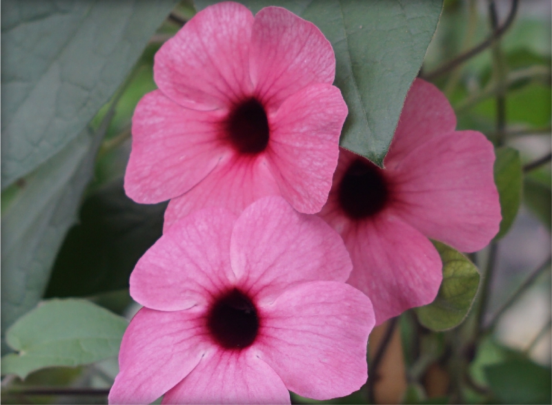 Thunbergia Rose Sensation 6 sztuk