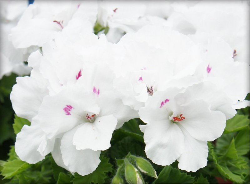 Pelargonia angielska Pinkerbell 6 sztuk