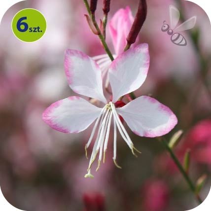 Gaura bicolor