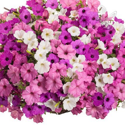 Supertunia Mini Vista Coral 6 sztuk