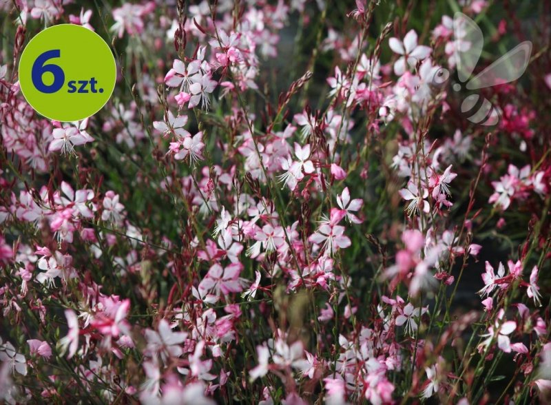 Gaura Gambit Bicolor 6 szt.