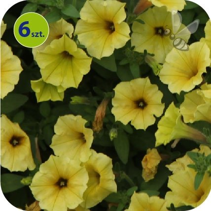 Supertunia Mini Vista Yellow 6 sztuk