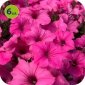 Supertunia Vista Bubblegum 6 sztuk 