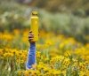 Butelka termiczna Hydro Flask 709 ml Standard Mouth With Flex Cap sunflower