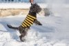 Ami Play Sweter dla psa Glasgow 50cm Szare paski