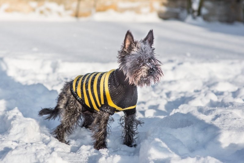 Ami Play Sweter dla psa Glasgow 28cm Khaki paski