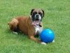 Boomer Ball S - 4 / 11cm niebieska