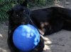 Boomer Ball L - 8 / 20cm niebieska