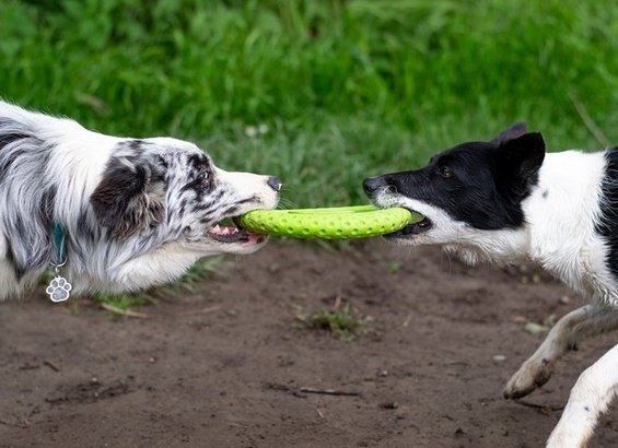 Kiwi Walker Let&#039;s Play Frisbee Maxi pomarańczowe