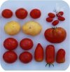 Pomidor szczepiony Cassarosa