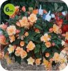 Begonia Fragrant Mix 6 sztuk