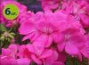 Pelargonia Calliope Pink 6 sztuk