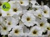 Supertunia Beautical White 6 sztuk