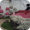 Supertunia Vista Jazzberry 6 sztuk