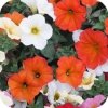 Supertunia Beautical White 6 sztuk