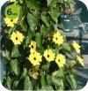 Thunbergia Yellow Dark Eye 6 sztuk