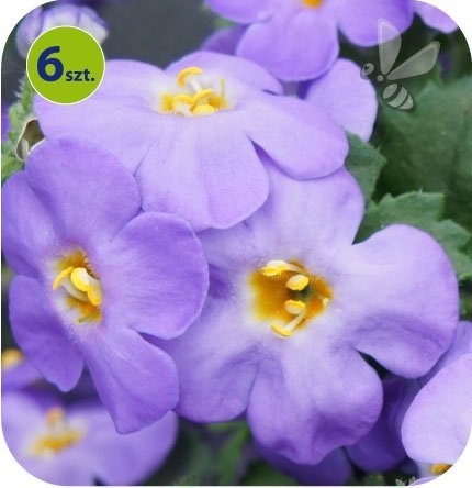 sutera bacopa_niebieska_wielkokwiatowa