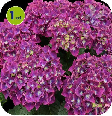 Hortensja ogrodowa Speedy Red Purple