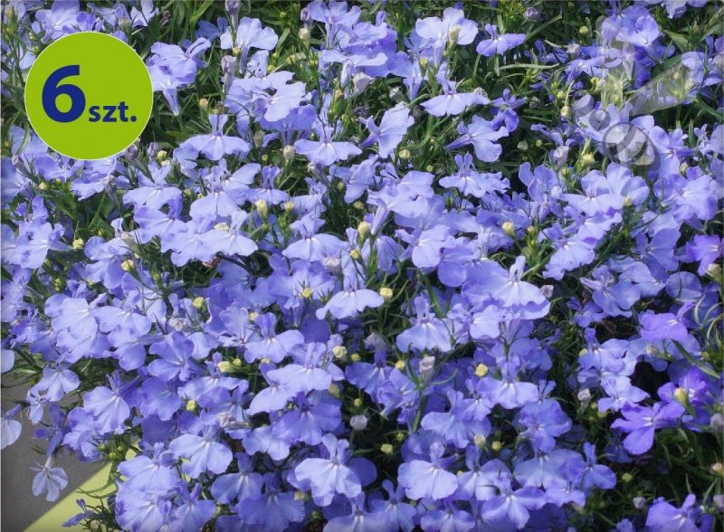 Lobelia błękitna 6 sztuk