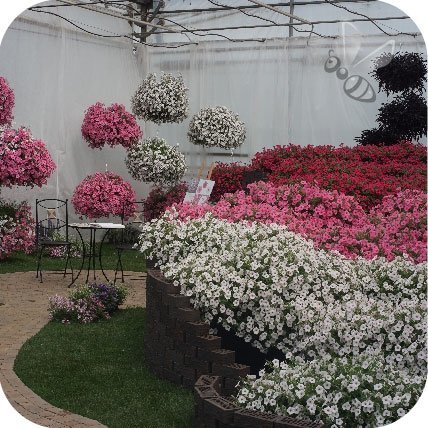 Supertunia Vista Jazzberry 6 sztuk