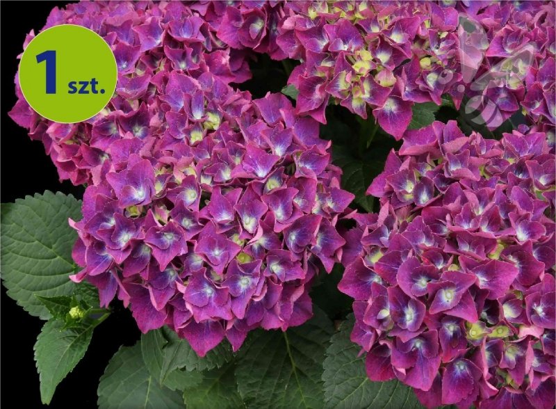Hortensja ogrodowa Speedy Red Purple