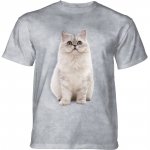 Persian Cat - The Mountain