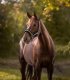 Kantar z futerkiem PEGASUS - Waldhausen