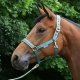 Kantar Dublin - BUCAS atlanctic/silver