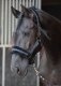 Zestaw kantar + uwiąz Denici Cavalli Amethyst - Harry's Horse