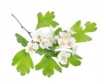 Głóg 0,5 kg - EQUIHERBS 
