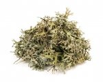 Porost islandzki (płucnica islandzka) 0,5 kg - EQUIHERBS 