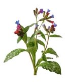 Miodunka 1 kg - EQUIHERBS
