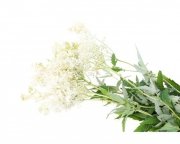 Wiązówka błotna 1 kg - EQUIHERBS 