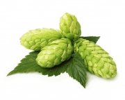 Szyszki chmielu 1 kg - EQUIHERBS