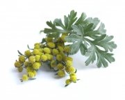 Piołun ziele 0,5 kg - EQUIHERBS 