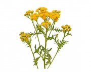 Wrotycz 0,5 kg - EQUIHERBS 