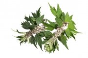 Serdecznik pospolity - ziele 0,5 kg - EQUIHERBS 