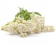Krwawnik pospolity 1 kg - EQUIHERBS 