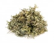 Porost islandzki (płucnica islandzka) 0,5 kg - EQUIHERBS 
