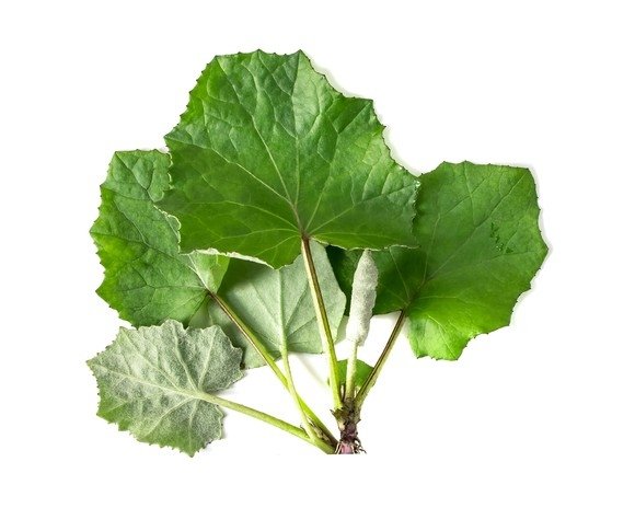 Podbiał - liść 1 kg - EQUIHERBS 